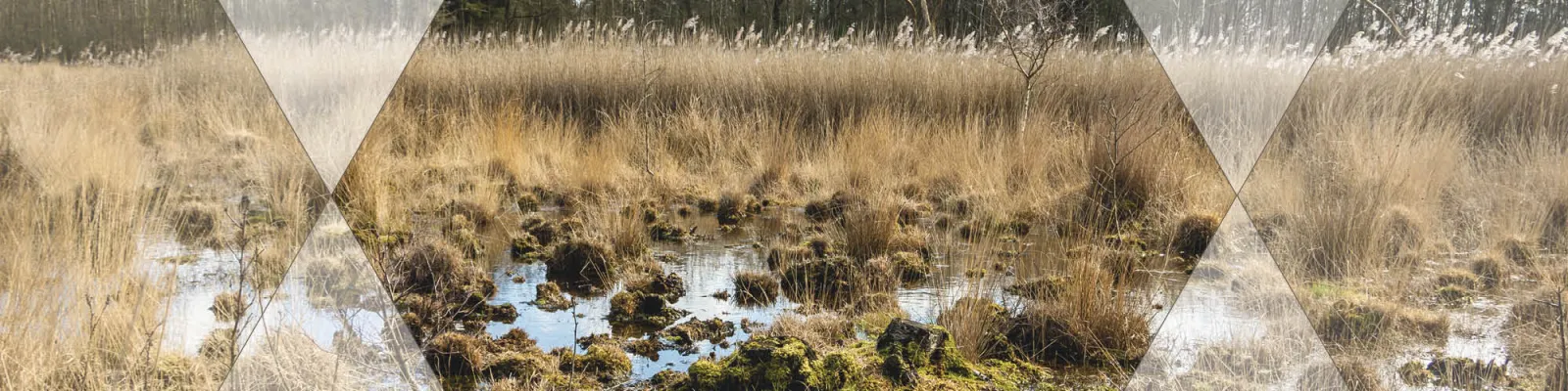 Veenmos en waterplassen in een hoogveengebied