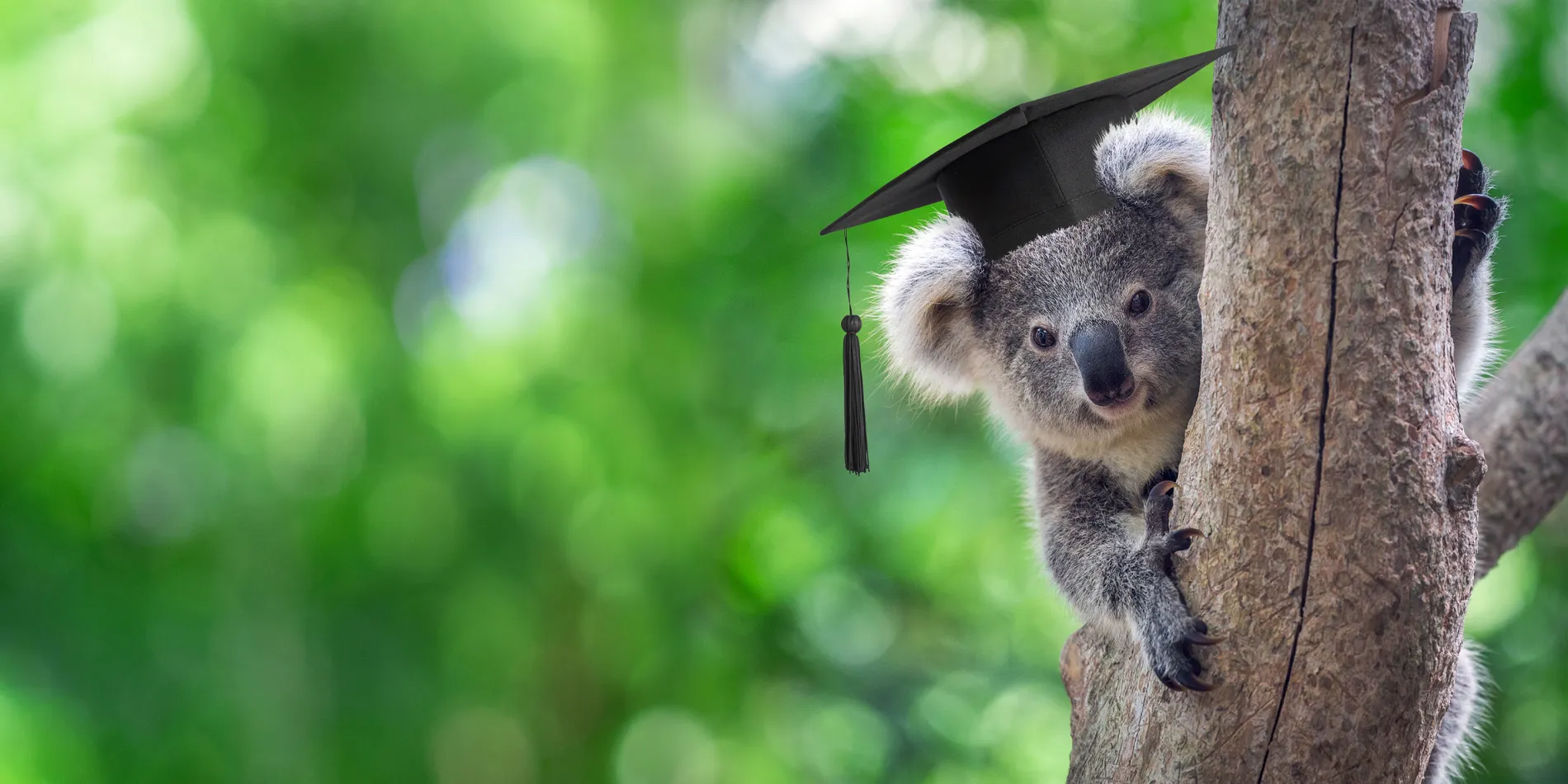 Een koala met een afstudeerpet op, in een boom