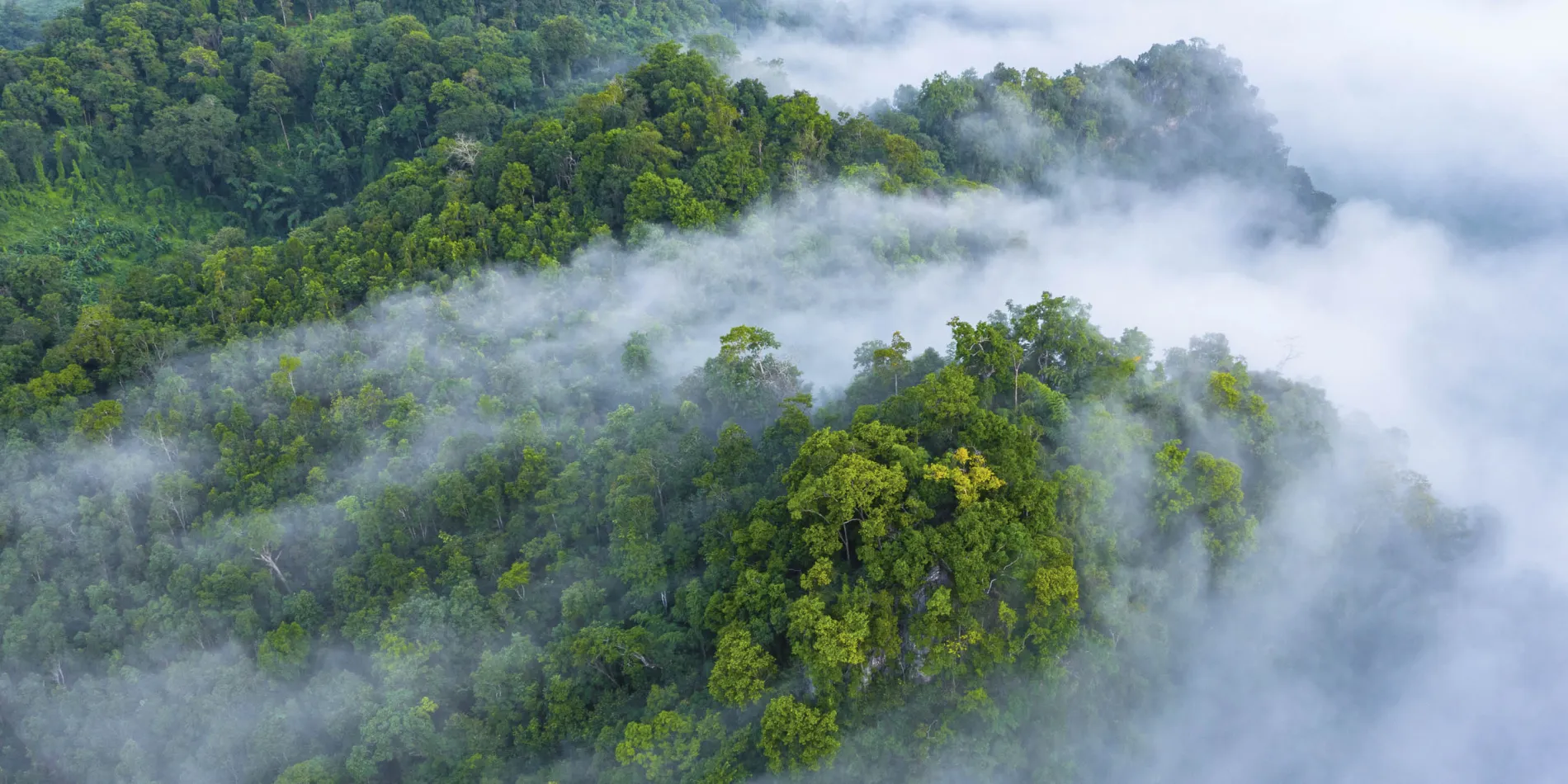 Mist boven de boomtoppen van een regenwoud