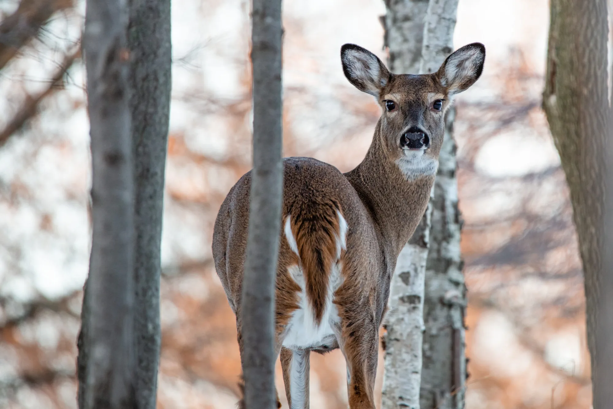 Biomimicry Natuurgids